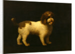 Water Spaniel by George Stubbs