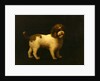 Water Spaniel by George Stubbs