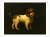 Water Spaniel by George Stubbs