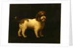 Water Spaniel by George Stubbs