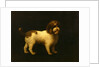 Water Spaniel by George Stubbs