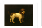Water Spaniel by George Stubbs