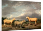 Ryelands Sheep, the King's Ram, the King's Ewe and Lord Somerville's Wether by James Ward