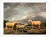 Ryelands Sheep, the King's Ram, the King's Ewe and Lord Somerville's Wether by James Ward