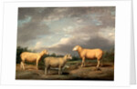 Ryelands Sheep, the King's Ram, the King's Ewe and Lord Somerville's Wether by James Ward