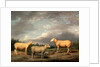 Ryelands Sheep, the King's Ram, the King's Ewe and Lord Somerville's Wether by James Ward