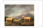 Ryelands Sheep, the King's Ram, the King's Ewe and Lord Somerville's Wether by James Ward