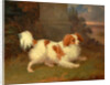 A Blenheim Spaniel, William Webb, ca. 1780-1845 by William Webb
