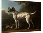 A Grey Spotted Hound by John Wootton