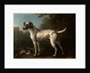 A Grey Spotted Hound by John Wootton