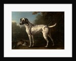 A Grey Spotted Hound by John Wootton