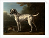 A Grey Spotted Hound by John Wootton