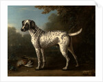 A Grey Spotted Hound by John Wootton