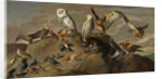 Study of Birds by Anonymous