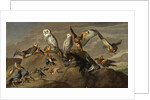 Study of Birds by Anonymous