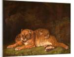 Tigers by Charles Towne