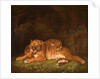 Tigers by Charles Towne