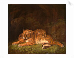 Tigers by Charles Towne