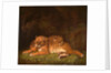 Tigers by Charles Towne