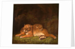 Tigers by Charles Towne