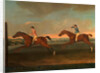 The Match between Aaron and Driver at Maidenhead, Aug. 1754: Aaron winning the Second Heat, c. 1754 by Richard Roper