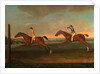 The Match between Aaron and Driver at Maidenhead, Aug. 1754: Aaron winning the Second Heat, c. 1754 by Richard Roper