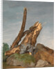 Study of Rocks and Branches by George Augustus Wallis