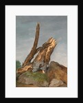 Study of Rocks and Branches by George Augustus Wallis