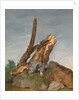 Study of Rocks and Branches by George Augustus Wallis