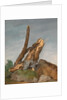 Study of Rocks and Branches by George Augustus Wallis