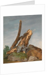 Study of Rocks and Branches by George Augustus Wallis