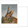 Study of Rocks and Branches by George Augustus Wallis
