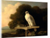 Greenland Falcon Gyr Falcon by George Stubbs