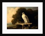 Greenland Falcon Gyr Falcon by George Stubbs