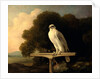 Greenland Falcon Gyr Falcon by George Stubbs