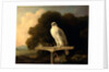 Greenland Falcon Gyr Falcon by George Stubbs