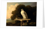 Greenland Falcon Gyr Falcon by George Stubbs