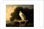 Greenland Falcon Gyr Falcon by George Stubbs
