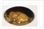 Sleeping Leopard by George Stubbs