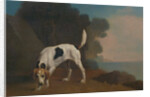 Foxhound Foxhound on the Scent by George Stubbs