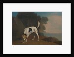 Foxhound Foxhound on the Scent by George Stubbs