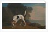 Foxhound Foxhound on the Scent by George Stubbs