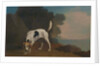 Foxhound Foxhound on the Scent by George Stubbs