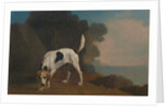 Foxhound Foxhound on the Scent by George Stubbs