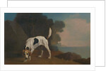Foxhound Foxhound on the Scent by George Stubbs
