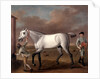The Duke of Hamilton's Grey Racehorse, 'Victorious,' at Newmarket by John Wootton