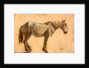 Study of a Grey Horse by Jacques-Laurent Agasse