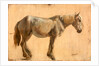 Study of a Grey Horse by Jacques-Laurent Agasse