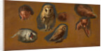 Studies of a Fox, a Barn Owl, a Peahen, and the Head of a Young Man Studies of a Fox, a Barn Owl, a Peahen and a Young Man's Head by Jacques-Laurent Agasse