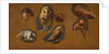 Studies of a Fox, a Barn Owl, a Peahen, and the Head of a Young Man Studies of a Fox, a Barn Owl, a Peahen and a Young Man's Head by Jacques-Laurent Agasse